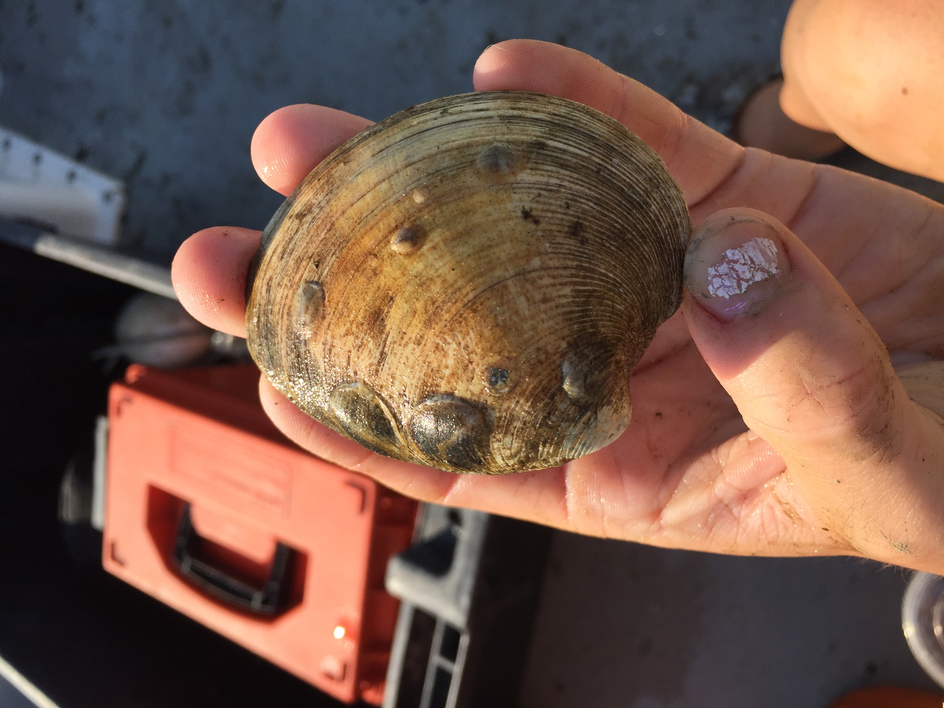 Brood Stock Enhancement