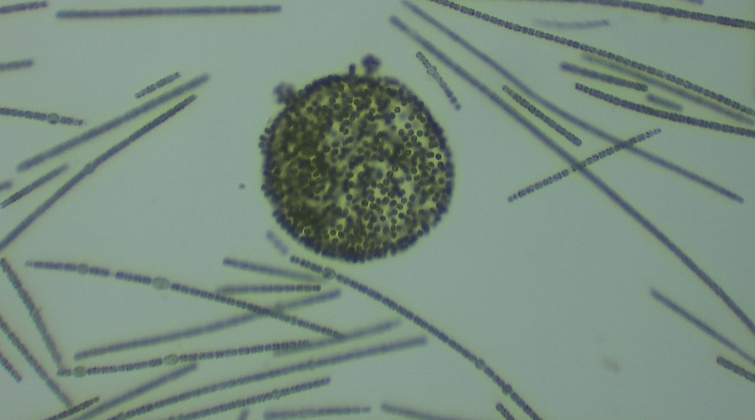 Cyanobacteria Monitoring